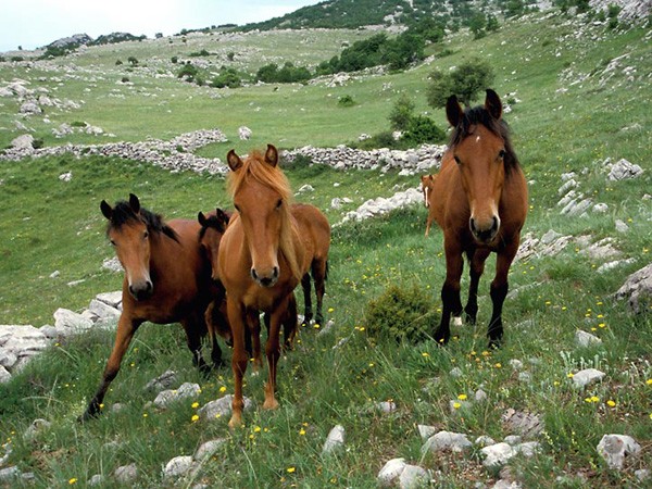 Horses - Paklenica