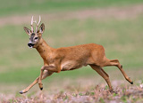 Roe deer